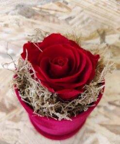 Αποχυμωμένο τριαντάφυλλο κόκκινο χρώμα σε κούτι