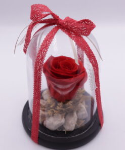 Αποχυμωμένο τριαντάφυλλο κόκκινο χρώμα σε γυάλινο θόλο